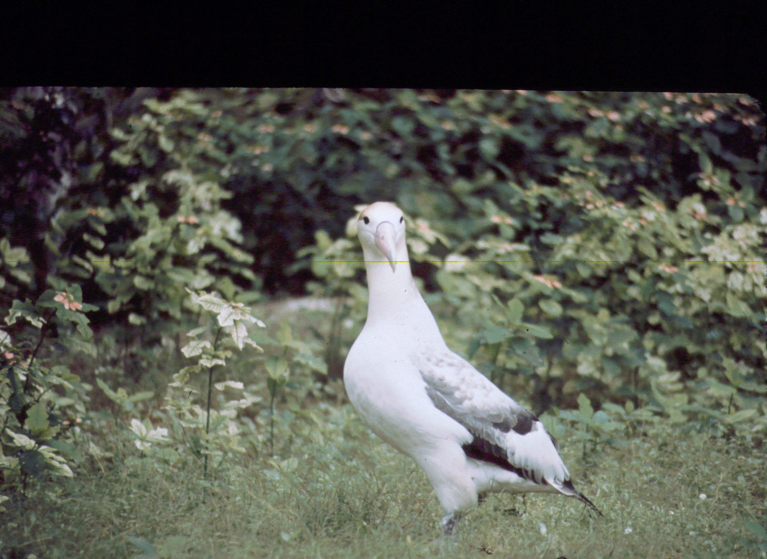 Short-tailed Albatross (Phoebastria albatrus) Hawaii